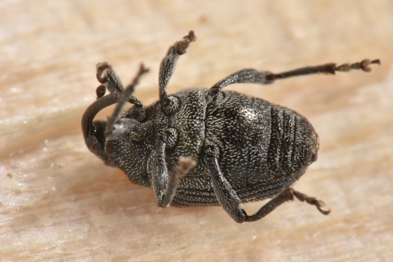 Curculionidae: Ceutorhynchus roberti